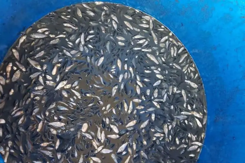 В Атырауской области спасли 3,5 млн мальков сазана и карася