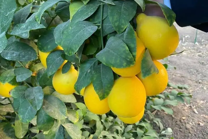 Курсы по обучению навыкам выращивания лимонов откроются в Туркестане