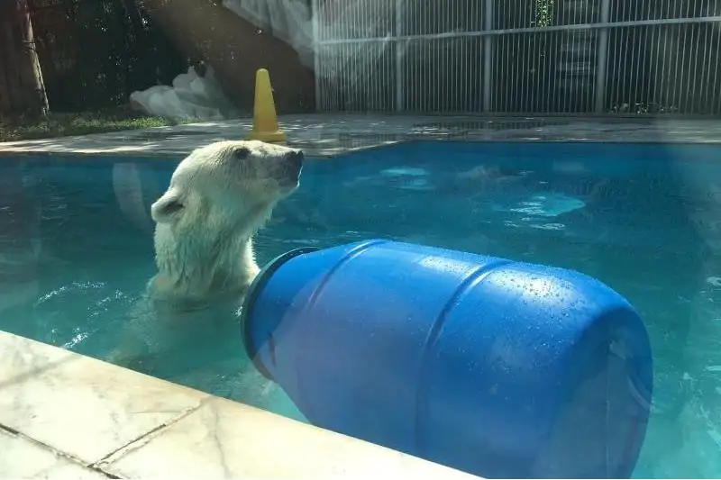 Как живет старый белый медведь в зоопарке Алматы