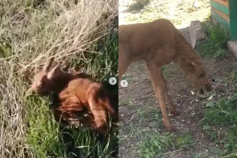 Лосиху сбили на трассе в ВКО, ее детеныша передали в зоопарк Усть-Каменогорска