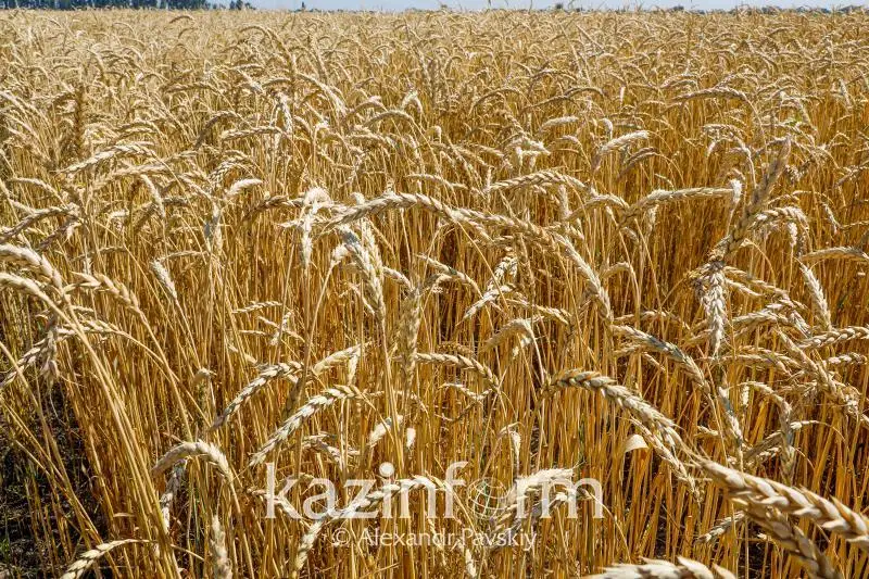 Рекорд в мировом производстве зерновых прогнозируют эксперты