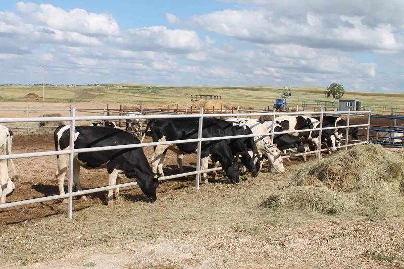 В Акмолинской области внедрены инновационные технологии в животноводстве
