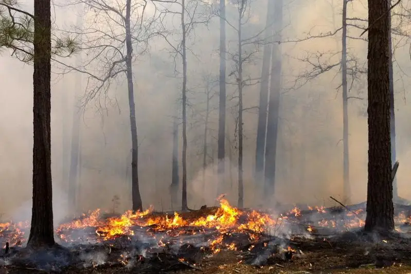 Пожар тушат в Катон-Карагайском природном парке