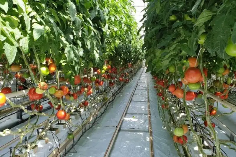 140 млрд тенге достиг валовый объем сельхозпродукции Туркестанской области