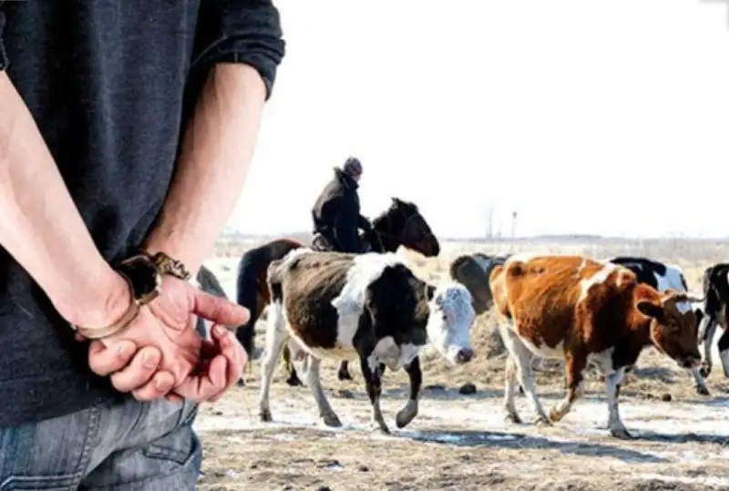 В ЗКО пресечена преступная деятельность 19 групп скотокрадов