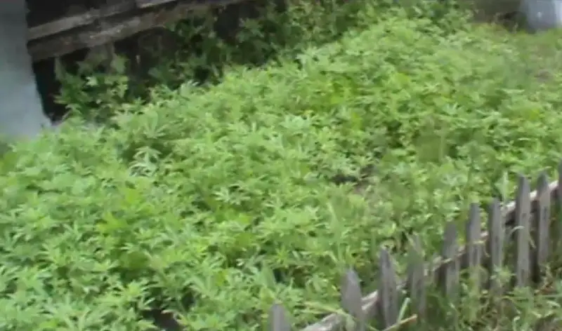 Плантацию конопли с применением капельного орошения выращивал житель Алматинской области