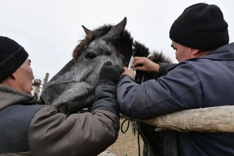 Светоотражающие ленты повязывают на лошадей в СКО