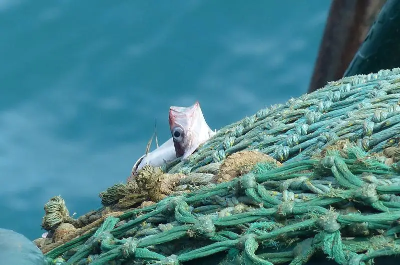 Семь тысяч тонн рыбы планируют выловить в Атырауской области