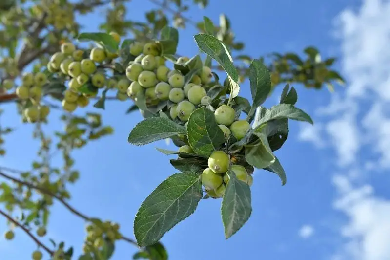 Яблони начали приносить первые плоды в Туркестане