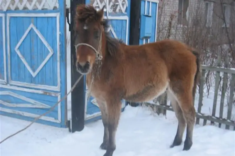 300 голов лошадей пропали на севере Казахстана