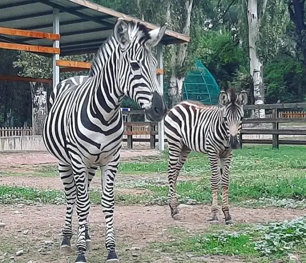 Алматинский зоопарк объявил конкурс на имя для детеныша зебры