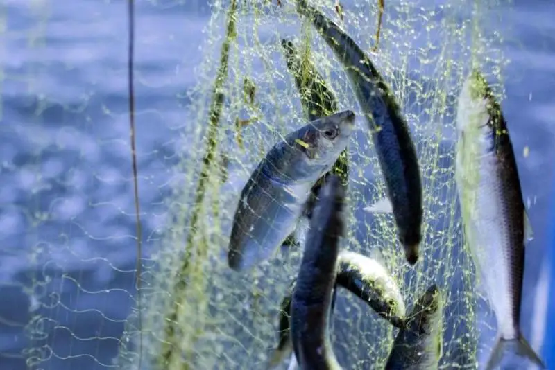 Инвентаризацию предприятий рыболовства проведут в Казахстане