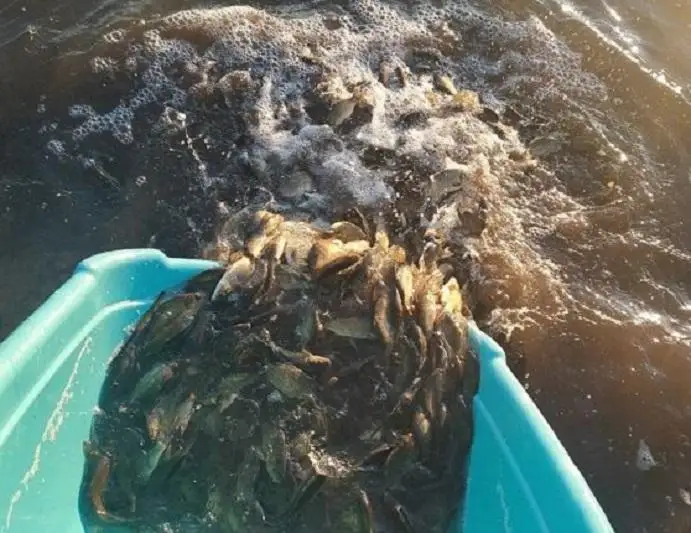 В водоемы столицы выпустили более 160 тысяч сеголеток белого амура и карпа