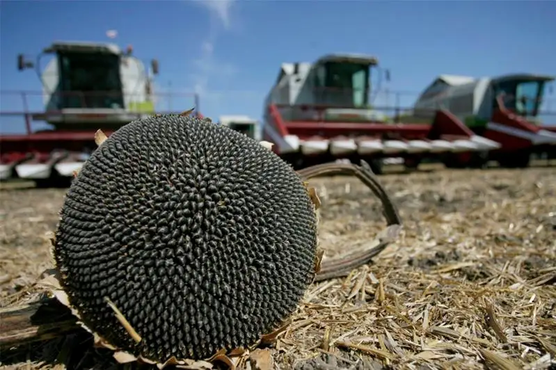 Уборку урожая продолжают  в ВКО