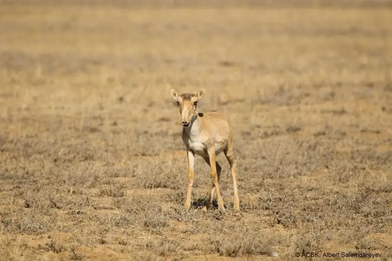 Наземный мониторинг сайгаков завершился  в Казахстане