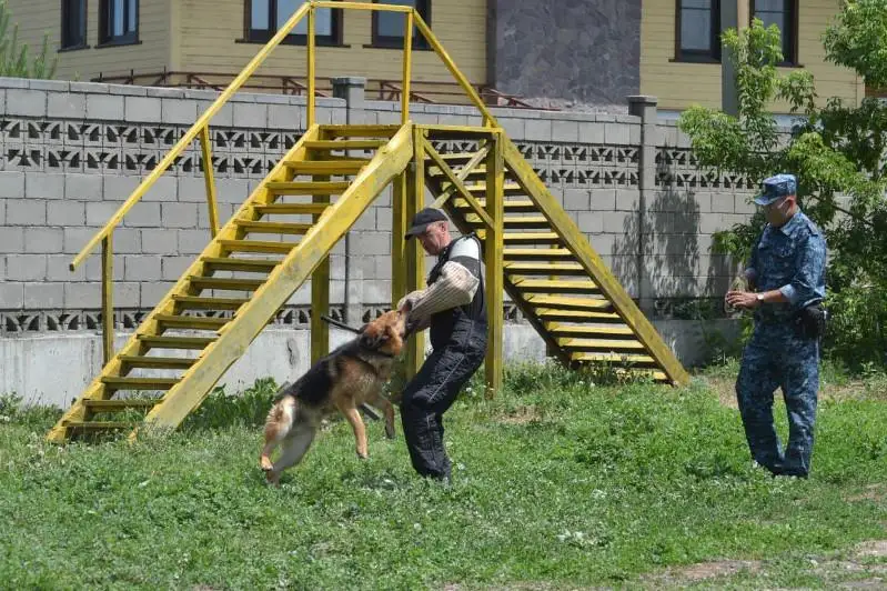 Четвероногие друзья на страже закона: 83 служебно-розыскные собаки несут службу в полиции ВКО