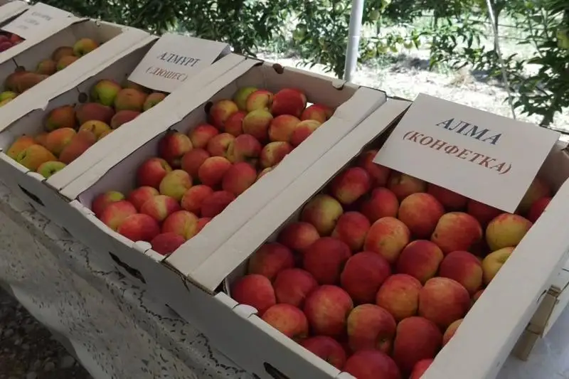 Плодовые сады общей площадью 100 га создают в Сайрамском районе Туркестанской области