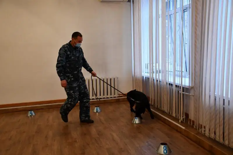 Найти по запаху преступника и доказать его вину помогают собаки в Акмолинской области