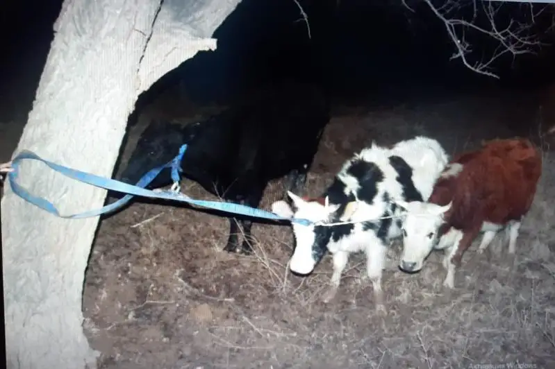 Полицейские Туркестанской области раскрыли кражу восьми коров у местного жителя