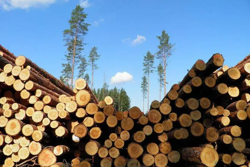 Незаконная вырубка в районе Кок-Тобе: 1170 деревьев обязали высадить нарушителя