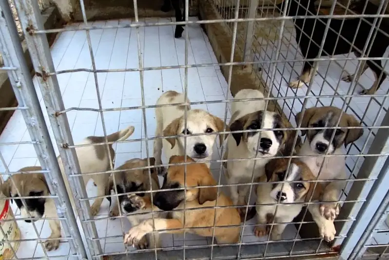 Вопрос строительства питомников для бродячих животных прорабатывают в Жамбылской области