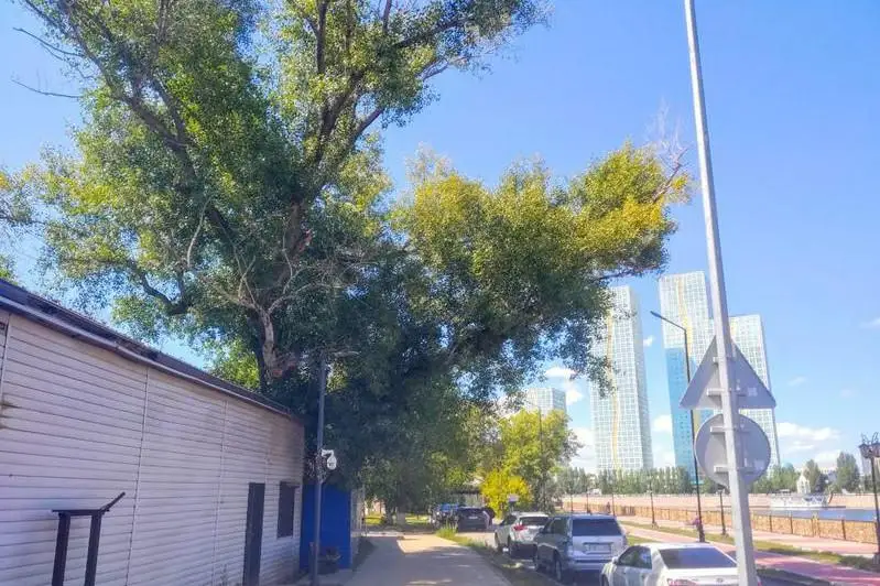 Инициативу жителей о старейшем тополе прокомментировали в акимате столицы