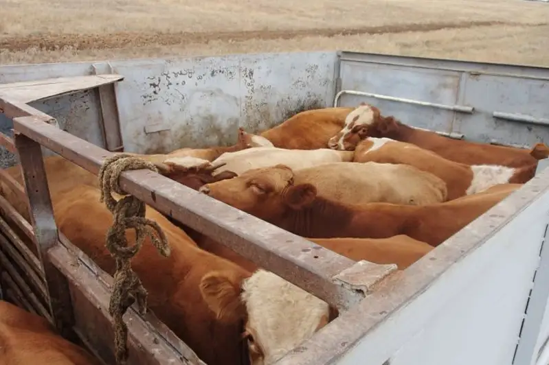 Более 400 человек наказали за незаконную перевозку скота в Туркестанской области