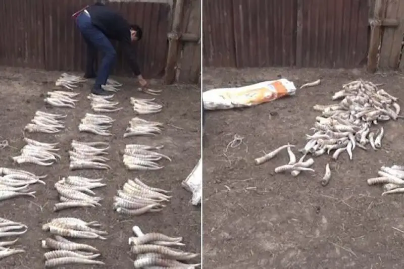 172 сайгачьих рога закопал в хозпостройке житель ЗКО