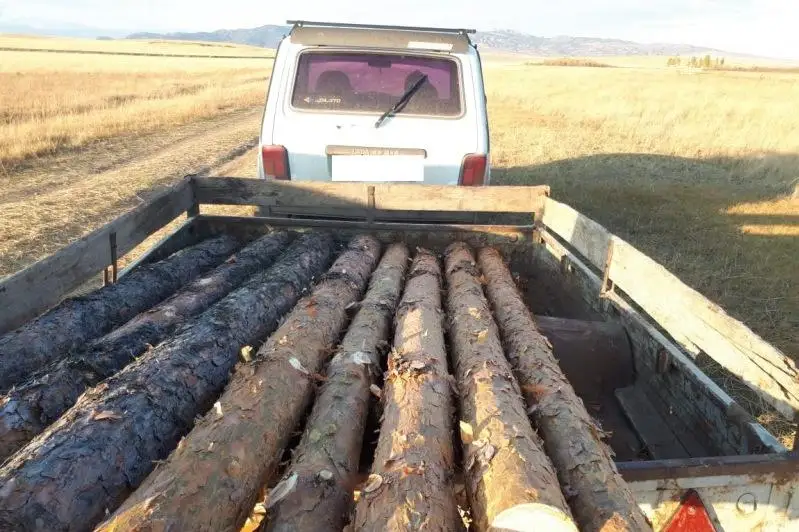 Карагандинец незаконно срубил сосны в лесу