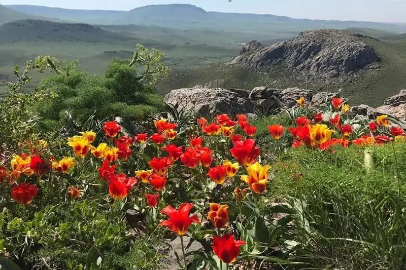 Задержан мужчина за срыв краснокнижных тюльпанов в Туркестанской области