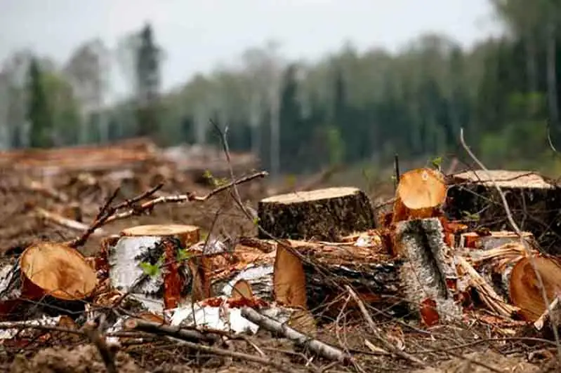 Здоровый лес вырубили из-за взяточников в СКО