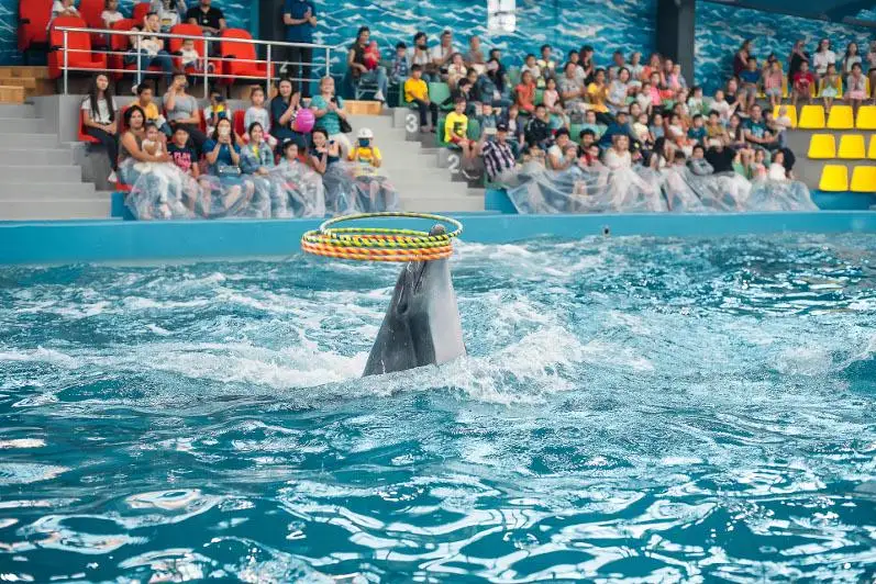 Шоу дельфинов состоялось в столице