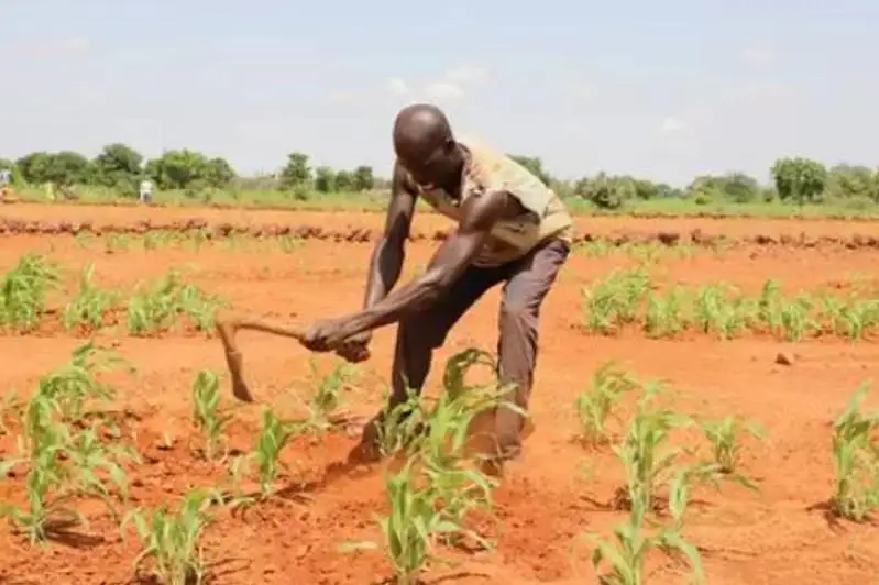 Почти 8 миллионов человек голодают из-за засухи в Зимбабве