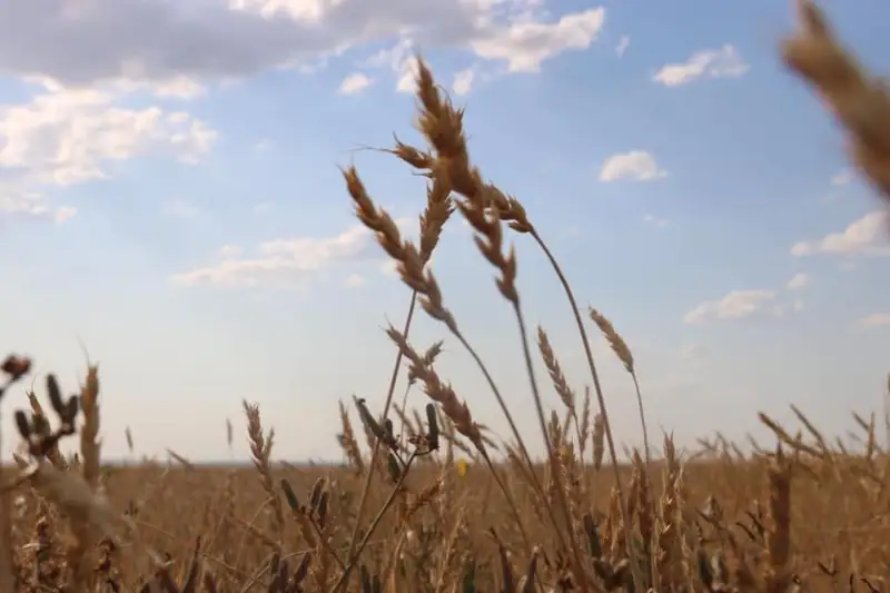 260 тысяч тонн зерна собрали в ЗКО