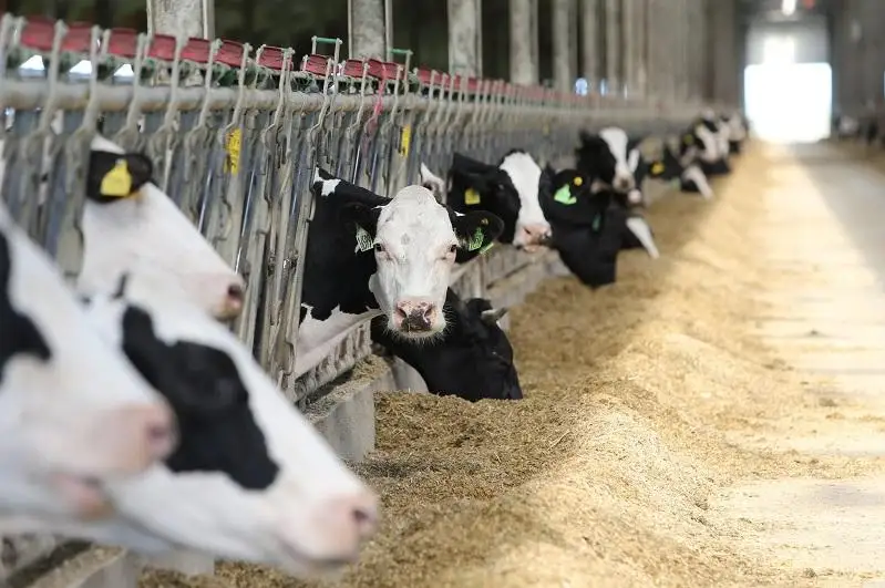 Как получить субсидии в животноводстве: Минсельхоз даст онлайн-консультацию фермерам