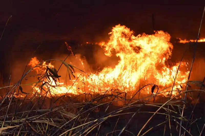 На зерновых полях в Жамбылской области полыхают пожары