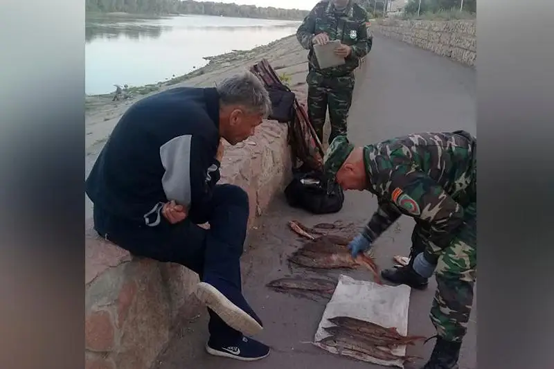 6,6 кг стерляди изъяли у браконьера в Павлодаре