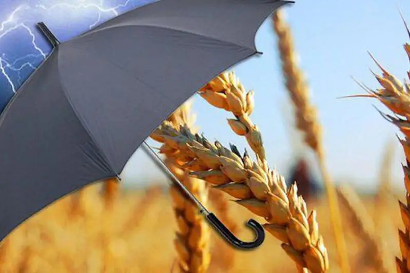 Растениеводы могут застраховать поля от дождей