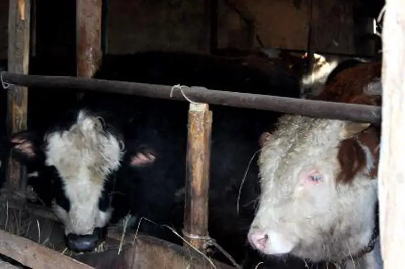 На 22% увеличился объем валовой продукции сельского хозяйства в Бокейординском районе ЗКО