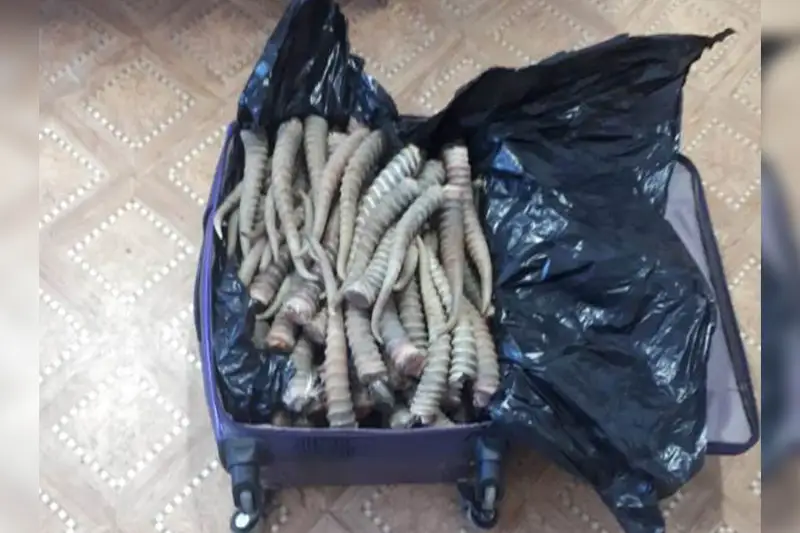 Продать сайгачьи рога пытался житель Алматинской области