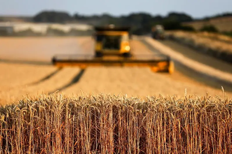 70% зерновых скосили в Северном Казахстане
