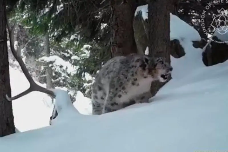 Брачные «беседы» снежных барсов записали на видео в горах близ Алматы