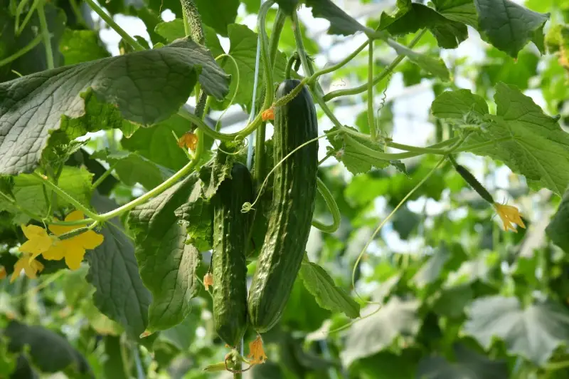 10 тысяч тонн овощей планируют собрать в теплицах Шымкента в этом году