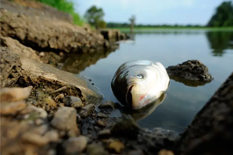 Замор рыбы произошел на озере в СКО