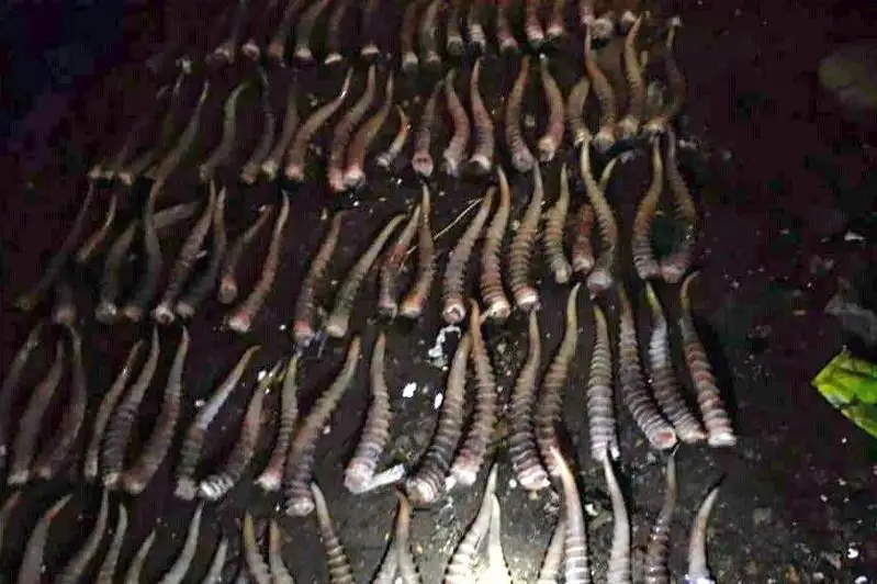 70 голов сайгаков отстреляли браконьеры в Актюбинской области