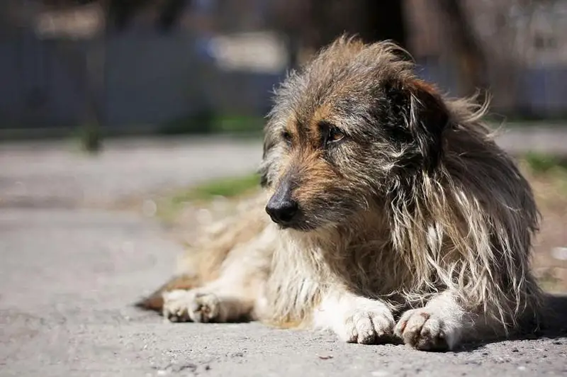 Чем опасны домашние питомцы – санврачи СКО