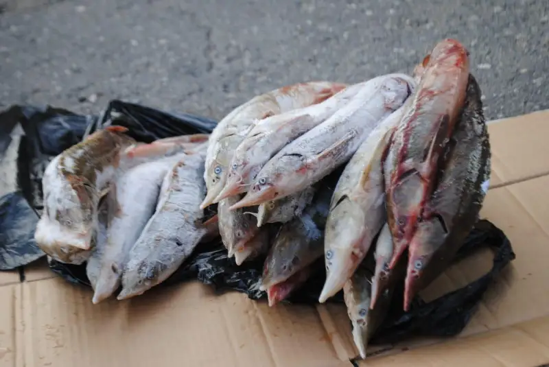 Около семи килограммов краснокнижной стерляди изъяли у экибастузца