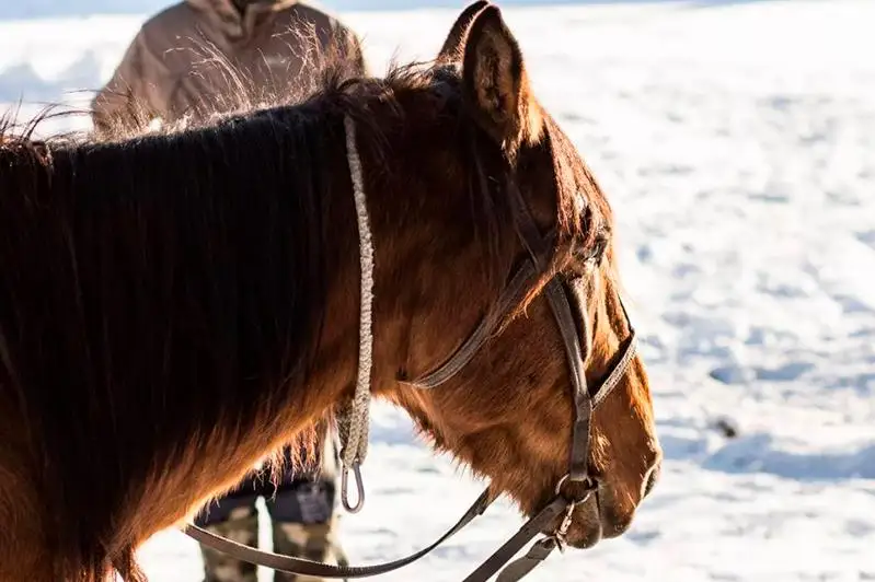 По звуку свистка нашли пропавшего в непогоду пастуха в Акмолинской области