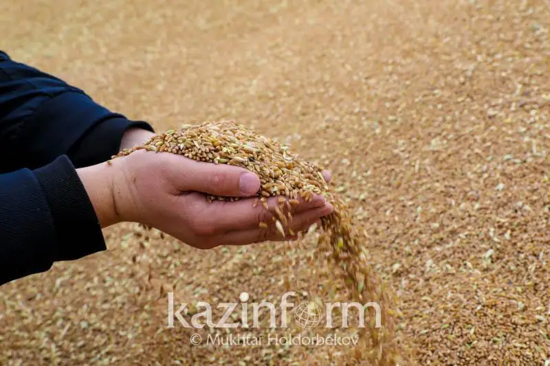 Экспорт зерна из Казахстана может составить 7-8 млн тонн – Минсельхоз РК