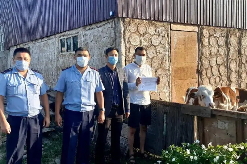 Крупный рогатый скот  разводит осужденный по госпрограмме в ВКО